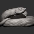 hognose-snakes11.jpg Hognose snakes 3D print model