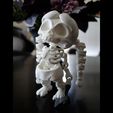 Skeleton_Girl_02.jpg Articulated Skeleton Girl 3D Print-In-Place STL Model Fidget and Desk Toy