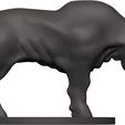 Buffalo-39.jpg Buffalo