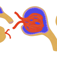 Glomerulus_Color.png Glomerulus Anatomy
