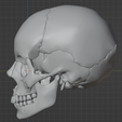 27.png 3D Model of Skull Bones