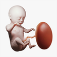 Ninth_Month_Tumbnail.png 3D file Month 9 Human embryonic (baby stages)・3D printable model to download