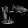peacock-bass-trophy-natural-2-2-16.png Peacock bass (Cichla ocellaris) fish trophy in motion sculpture 2 underwater detailed texture for 3d printing