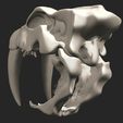 15.jpg Smilodon Skull