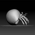 ZBru65656.jpg Hermit crab -Diogenes avarus