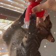 IMG_2303.jpeg Santa Cat Hat 🎅