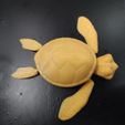 Cute Flexi Print-in-Place Turtle, Hom_3D_lab