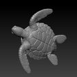 2.jpg Sea turtle