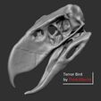 f4.jpg Fichier STL Crâne d'oiseau de terreur - Andalgalornis・Modèle pour impression 3D à télécharger, Think3dprint