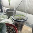 IMG_3232.jpeg Mini Cúpula de Humedad de Invernadero para Vasos de 0,3L - Accesorio para la Propagación de Plántulas y Clonación | Anillo de Cúpula para Plantas STL Imprimible