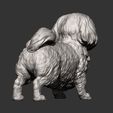 British-Shih-Tzu8.jpg British Shih Tzu 3D print model