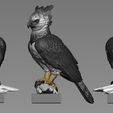 ZBrush-Document.jpg Harpy Eagle