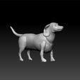 dog222_1.jpg Dog - Dachshund dog - cute dog - dog for game
