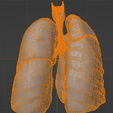 24.png 3D Model of the Lungs Airways