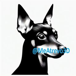 5.jpeg Pinscher nain #5