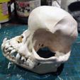 pug-skull-01.jpg Pug skull
