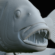 Dentex-trophy-62.png fish Common dentex / dentex dentex trophy statue detailed texture for 3d printing