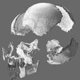 wf6.jpg Skull bones colored separable labelled