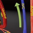 ps-0032.jpg Fetal and adult blood circulation