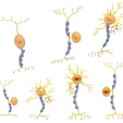 Neuron_Render_3.png Types of Neurons