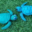 Tortugas_05.jpg Articulated Baby Sea Turtle