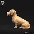 Dachshund-Wire-Haired-Pose-04-Dog-3D-Print-7s.jpeg Teckel à poil dur Pose 04