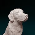 rs-008.jpg Golden Retriever