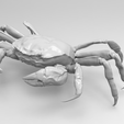 c.png Shanghai hairy crab