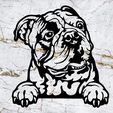 Sin-título.jpg english bulldog wall decoration wall mural decoration pet picture dog deco wall house Pet realistic