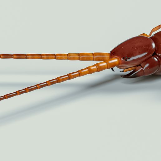 preview-1.jpg 3D file Scolopendra Gigantea .Giant centipede・Model to download and 3D print, Brian_Regg