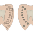 4.png Teeth box / Tooth box [ Tooth Fairy]