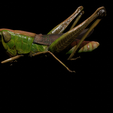 untitled.png DOWNLOAD Grasshopper 3D MODEL - ANIMATED - INSECT Raptor Linheraptor MICRO BEE FLYING - POKÉMON - DRAGON - Grasshopper - OBJ - FBX - 3D PRINTING - 3D PROJECT - GAME READY-3DSMAX-C4D-MAYA-BLENDER-UNITY-UNREAL - DINOSAUR -