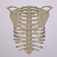 a008_Camera-1.png STL file Ribcage・3D printable model to download