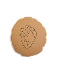 heart-anatomy_white.jpg Heart anatomy Cookie cutter + outline
