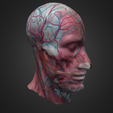cabeza.png Anatomical Model Medial Head Cut
