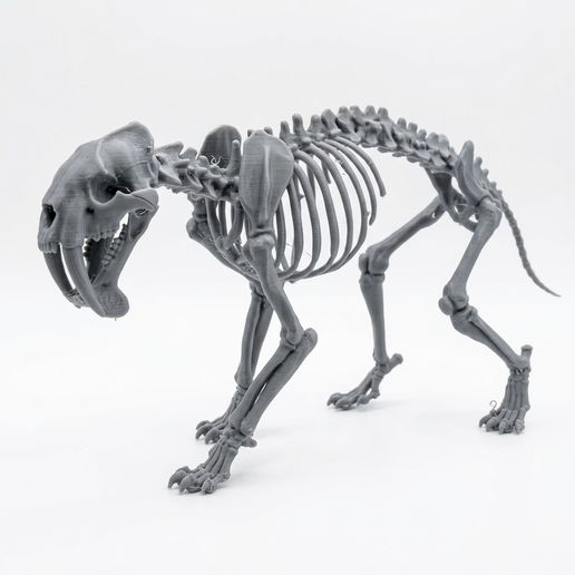Thylacosmilus Atrox Skeleton 3D Printable Model - 1:10 Scale