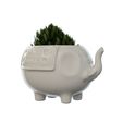 23.jpg Elephant Vase Plant
