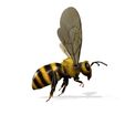 435.56-CM.jpg DOWNLOAD BEE 3D Model BEE - Obj - FbX - 3d PRINTING - 3D PROJECT - BLENDER - 3DS MAX - MAYA - UNITY - UNREAL - CINEMA4D - BEE GAME READY - POKÉMON - RAPTOR