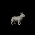 29.jpg French Bulldog model 3D print model