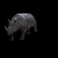 3.jpg Rhino Walk ANIMATED