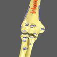 limbs-with-girdle-bones-name-parts-text-labelled-3d-model-36ecfd511c.jpg Limbs With Girdle bones name parts text labelled 3D model