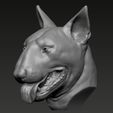 02.jpg Bull Terrier Head