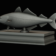 coalfish-statue-box-1-42.png fish coalfish / Pollachius virens with storage space / for 3d printing