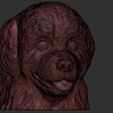18.jpg Puppy of Bernese Mountain Dog head for 3D printing