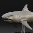 1.png Great white shark