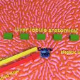 file-11.jpg Modèle 3D de l'histologie du lobule hépatique
