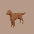 Irish_Setter_0015.jpg Irish Setter
