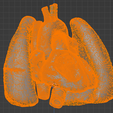 4.png 3D Model of Heart and Lungs