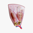 Kidney_Thumbnail.png Kidney Nephron Structure Anatomy