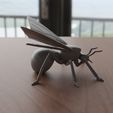 03.jpg Winged Ant